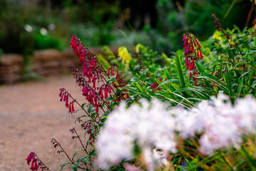 Autumn flowers in English country garden