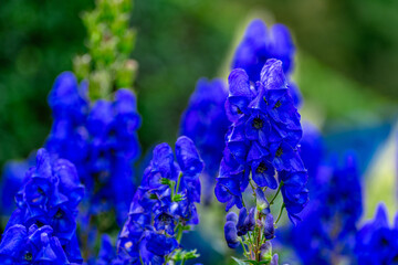 Autumn flowers in English country garden