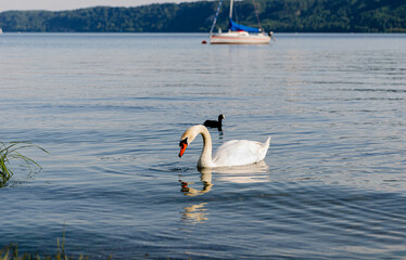 swans on the lake