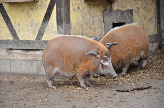 Two domestic pigs standing on straw in a pen looking at each other. The pigs are both brown and have large ears. The pen is made of wood and has a roof. The background is a blurred image of a barn.