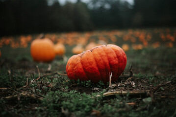 pumpkin in autumn on a pumpkin patch