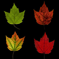 Four red maple leaves on black background at different degree of automne color in high resolution