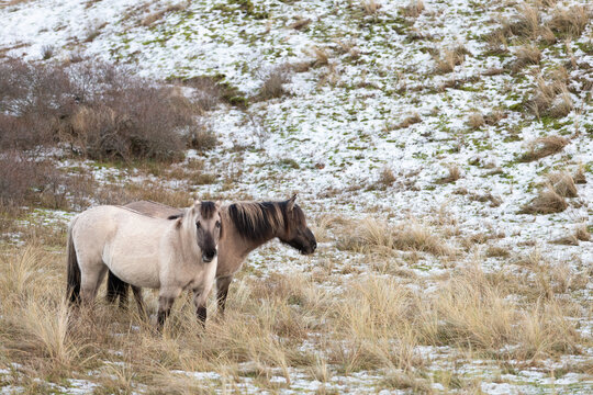 Wild Konik horses in the dunes of the Zuid-Kennemerland National Park.