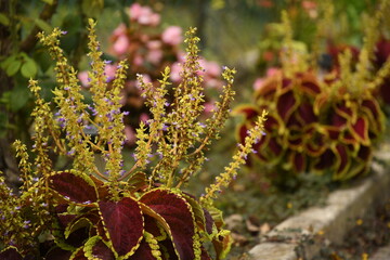 Coleo (Coleus scutellarioides)