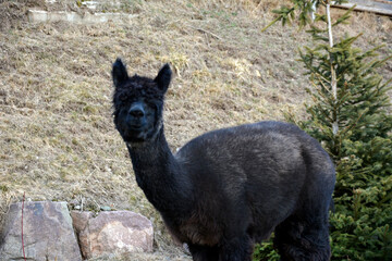Fototapeta premium Alpaca pack animal on an alpaca farm on a grass background. Side view