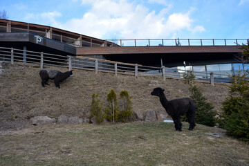 Two alpaca animals are walking on an alpaca farm against the background of an animal shed and grass