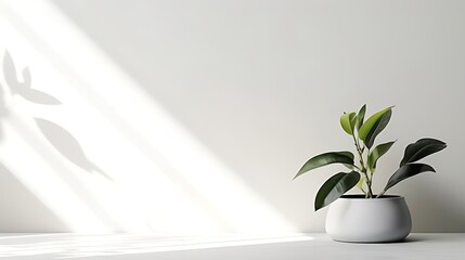 Concrete white wall and floor. White background with shadow. plant