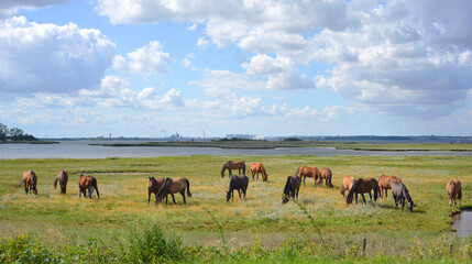 Panoramic view, a group of horses in front of the bay of Wismar, baltic sea in Germany