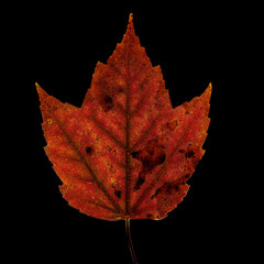 Red blotch Autumn maple leaf backlite on black background 5000x5000px
