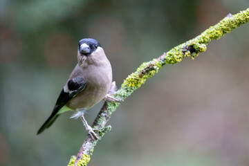 Bullfinch female (pyrrhula pyrrhula) perched on a green branch, with a natural, foliage background - Yorkshire, UK in Autumn