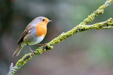 Fototapeta premium Robin (erithacus rubecula) perched on a green branch, with a natural, foliage background - Yorkshire, UK in Autumn