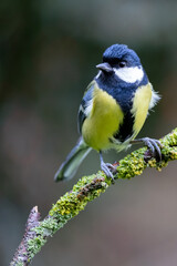 Fototapeta premium Great Tit (Parus major) perched on a green branch, with a natural, foliage background - Yorkshire, UK in Autumn