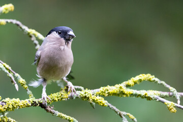 Obraz premium Female bullfinch (pyrrhula pyrrhula) perched on a green branch, with a natural, foliage background - Yorkshire, UK in Autumn