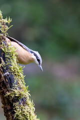 Nuthatch (Sitta Europaea) looks down a trunk, with a dark green, natural background- Yorkshire, UK in Autumn