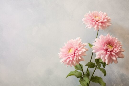 Two pink aster blooms on pale backdrop. Generative AI