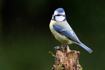 Blue Tit (Cyanistes caeruleus) perched on the top of a stump in the rain, with a dark green, natural background - Yorkshire, UK in Autumn