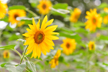 Sunflowers. Happy floral background