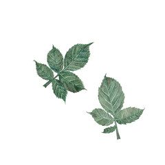 Watercolor green leaves of roses, rose hips, raspberries, blackberries isolated on a white background. Watercolor illustration. Template for packaging design, postcards, invitations, wallpaper