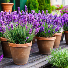 Beautiful pots with blooming purple lavender