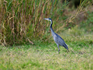 Black-headed Heron standing on green grass, portrait