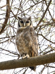 Verreaux`s Eagle Owl, portrait of beautiful large owl from African forests ,lake Victoria, Tanzania