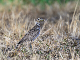 Three-banded Courser or Heuglin's Courser standing on dry grass