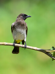Common Bulbul on tree branch against green background