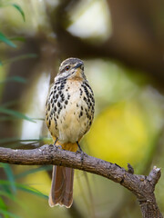 Spotted Palm Thrush on tree branch, portrait