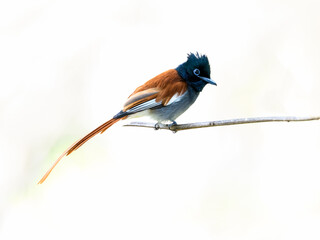 African Paradise-Flycatcher on tree branch, isolated