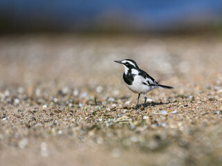 African pied wagtail forages on the edge of the water on lake Victoria in Tanzania