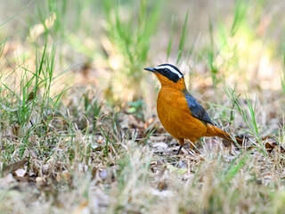 White-browed Robin Chat foraging on the ground