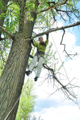 An athletic girl climbs a tall tree using a carabiner belay, pulls herself up onto the rope with her hands, and gains great height. Recreation and sports.