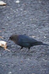 bird in the ground picking bread