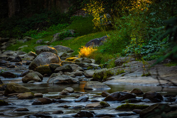 stream in the forest