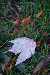 autumn leaves in the fall