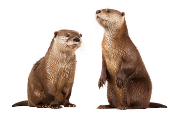 River otters