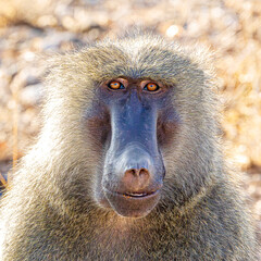 baboon close up