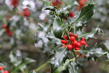 red berries of a holly