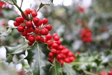 red berries on a branch