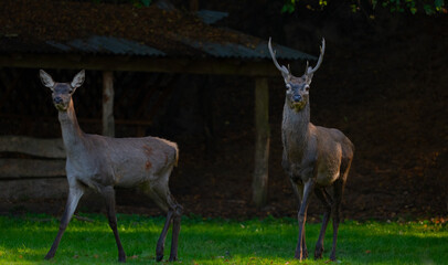 A pair of deer. Female and male deer.