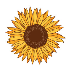 Fototapeta premium Beautiful yellow sunflower on white background