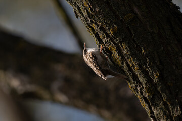 A small bird with a curved beak, a creeper