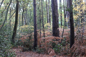 Fototapete bei efototapeten.de bestellen   