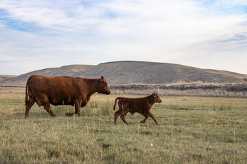Fototapeta na wymiar Cow and calf walking through pasture in rural Eastern Washington 