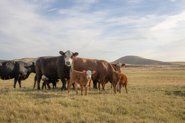 Naklejka na ściany i meble Cattle graze pasture in rural Eastern Washington 