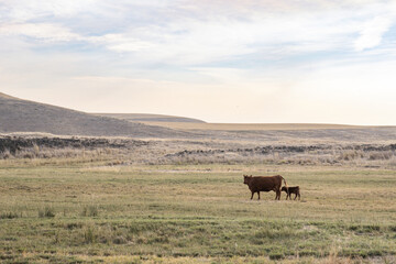 Cow and calf walking through pasture in rural Eastern Washington 