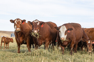 Cattle eat hay in pasture in rural Eastern Washington 