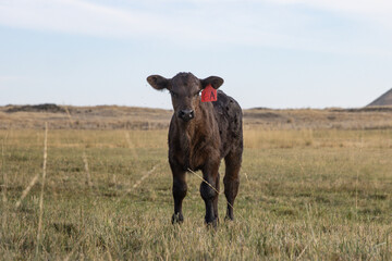 Angus calf in pasture in rural Eastern Washington