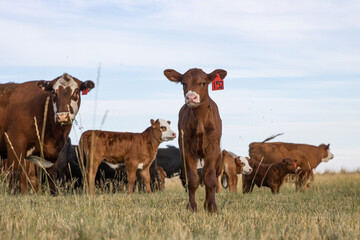 Curious calf in pasture in rural Eastern Washington 