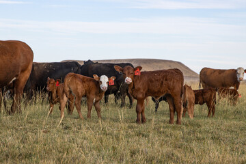Cattle grazing pasture in rural Eastern Washington 